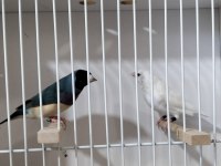 Gökkuşağı İspinozu (Gouldian Finch)