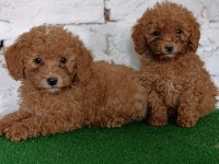 Toy poodle yavrularımız
