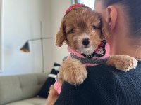 Türünün en güzeli maltipoo