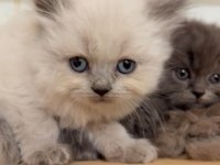British Longhair safkan yavrularımız
