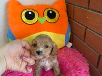 Maltipoo orijinal yavrularım