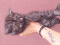 British shorthair