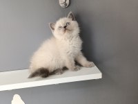 British shorthair blue point
