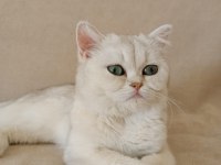 British shorthair sahibinden sağlıklı (kız)