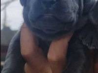 Cane Corso Köpeği