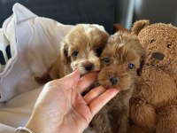 Maltipoo Yavruları