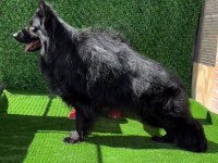 FULL BLACK & BLACK TAN SHOWLİNE ALMAN KURDU PUPPY