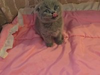 Scottish fold gri yavrular