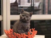 Blue Brıtısh Shorthair Yavrularım