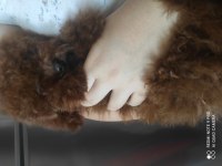 Kızıl Kore Erkek Poodle