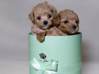 Maltipoo Şeker Gibi Tatlı Yavrular