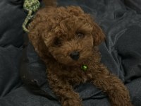 Orjinal Kore minyatür toy poodle yavruları