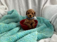Müthiş kore poodle yavruları