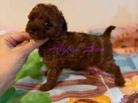 TINY BOY KORE POODLE DİŞİ