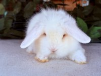 SAFKAN HOLLANDA TEDDY LOP TAVŞANLARI
