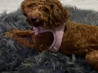 11 Aylık dişi poodle