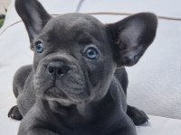 Benzersiz Güzellikte French Bulldog Yavruları