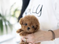 KOREAN TOY POODLE YAVRULARIM