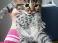 1 aylık british shorthair yavrular için yeni yuva arıyoruz