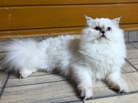 Güzel British Longhair Prenses Kızımız