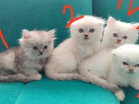 Minnoslar ev arıyor scottish fold