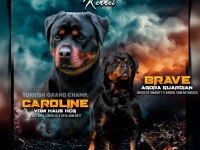 A şecere Türkiye Grand Şampiyonu köpekler