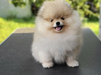 Mükemmel Ayı Surat Boo Pomeranian