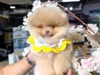 Light Chocolate Pomeranian Boo 3 Aylık