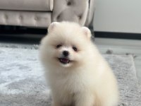 Birbirinden güzel pomeranian yavrular