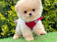 Sevimli Pomeranian Boo Yavrularımız