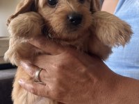 MUHTEŞEM POODLE KARDEŞLER
