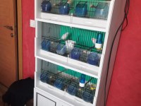 2 ERKEK 1 DİŞİ AL MOZAİK 1 DİŞİ LİPOGRAM KANARYA 3 KATLI