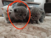 Son yavrularım british longhair