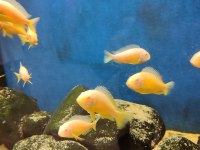Albino kipili tropheus