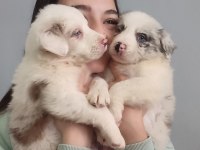 Çok iyi border collie yavruları İstanbul