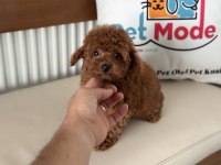 Redbrown Tea Cup Kore Poodle Yavrularımız