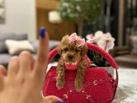 Korenin güzeli maltipoo 0 boy Mona