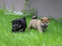 Shiba inu ırk