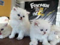 KEDİCİDEN BRITISH SHORTHAIR YAVRULAR MAĞAZAMIZDA GÖRÜN