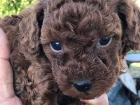 Tea cup poodle yavrular