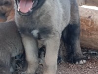Dünya geneli kangal köpeği gönderim vardır
