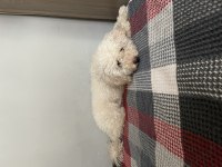 Maltipoo kızımızı sahiplendiriyoruz