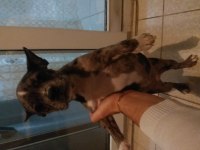 FRENCH BULLDOG KÖPEĞİ