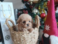 Baby Doll Maltipoo Köpekler