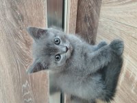 Erkek British Shorthair