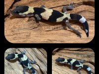 LEOPAR VE AFRİKAN FAT TAİLED GECKO