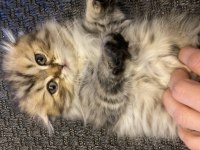 Güzeller güzeli scottish fold Longhair dişi