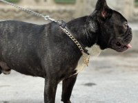 1 yaşında oyuncu french bulldog