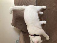 Erkek british shorthair