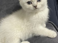 Uygun British Shorthair